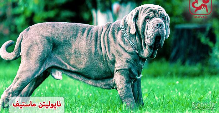 فروش سگ هاسکی گیشنیز - قیمت سگ هاسکی