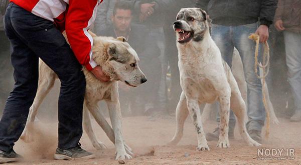فصل نهم:منع از نگاه داشتن سگ در خانه