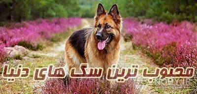 فیلم/ اظهار ندامت زن و شوهری که برای سگ خود خانه خریده بودند فیلم/ اظهار ندامت زن و شوهری که برای سگ خود خانه خریده بودند
