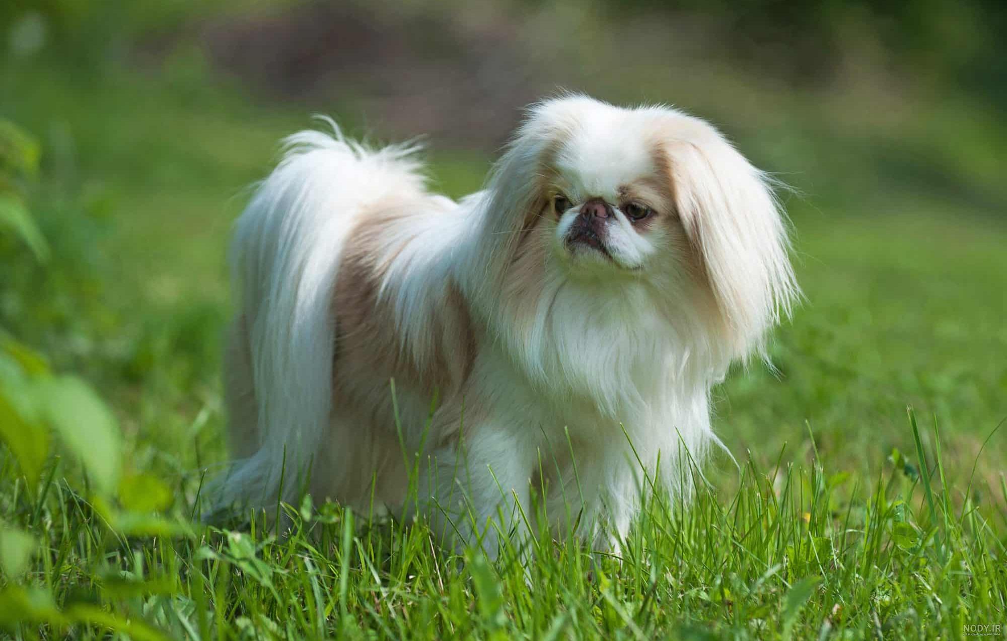 فیلم سرگذشت یک سگ A Dog's Journey 2019