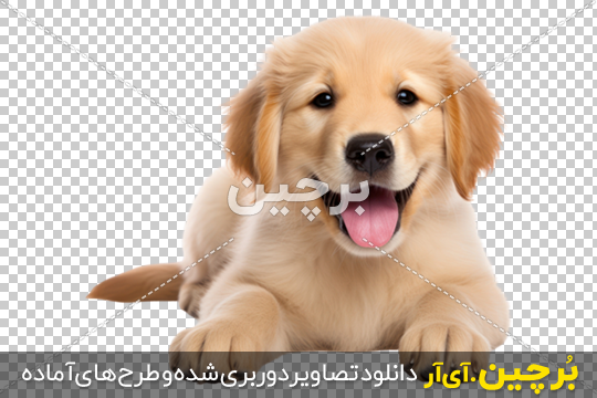 قاب مدیا | عکس زمینه گوشی با کیفیت حیوانات سگ , توله سگ , سفید قاب مدیا | عکس زمینه گوشی با کیفیت حیوانات سگ , توله سگ , سفید