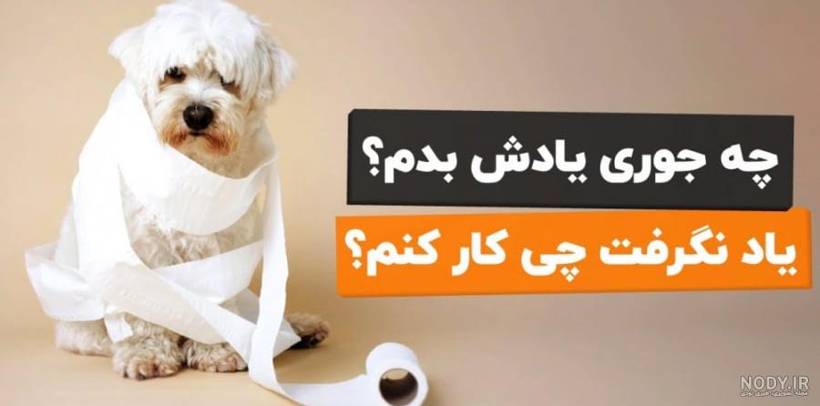 قیمت و خرید ظرف دستشویی سگ | سینی ادرار سگ | پت شاپ آوا قیمت و خرید ظرف دستشویی سگ | سینی ادرار سگ | پت شاپ آوا