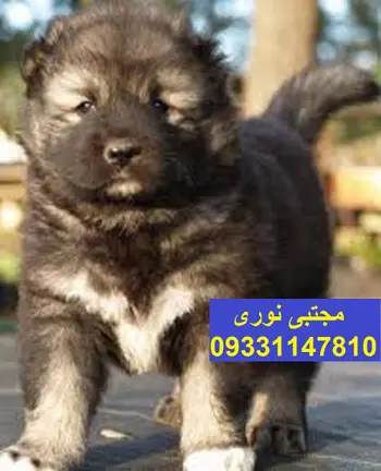 قیمت سگ قفقازی چقدر است؟ عکس سگ قفقازی اصیل و بررسی جنگ های این نژاد -  Happypet