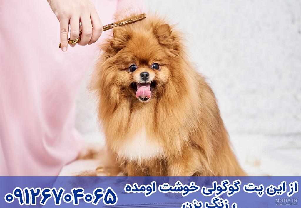 لوکس پت – ستون کمکی سگ و دیواره به همراه سینی ادرار - لوکس پت لوکس پت – ستون کمکی سگ و دیواره به همراه سینی ادرار - لوکس پت