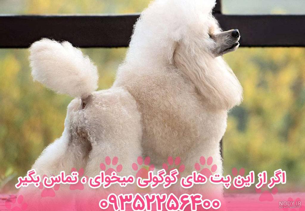 لیست وسایل مورد نیاز سگ خانگی + امکان خرید آنلاین - پت پرس