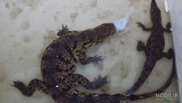مارمولک و روش های دفع آن از خانه | مارمولک - Lizard | میهن سم مارمولک و روش های دفع آن از خانه | مارمولک - Lizard | میهن سم