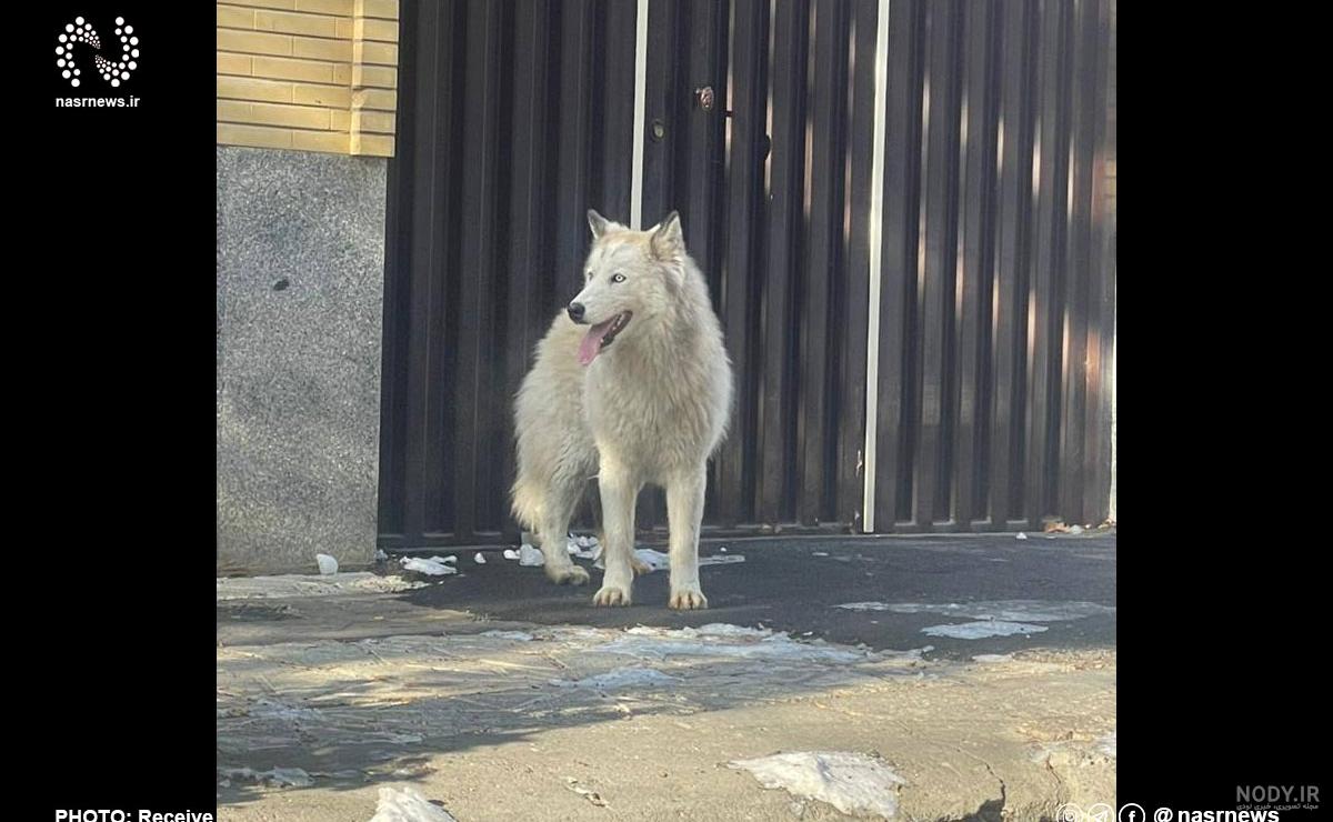 مجموعه عکس سگ های سفید ناز و خوشگل و پشمالو و پاکوتاه عروسکی