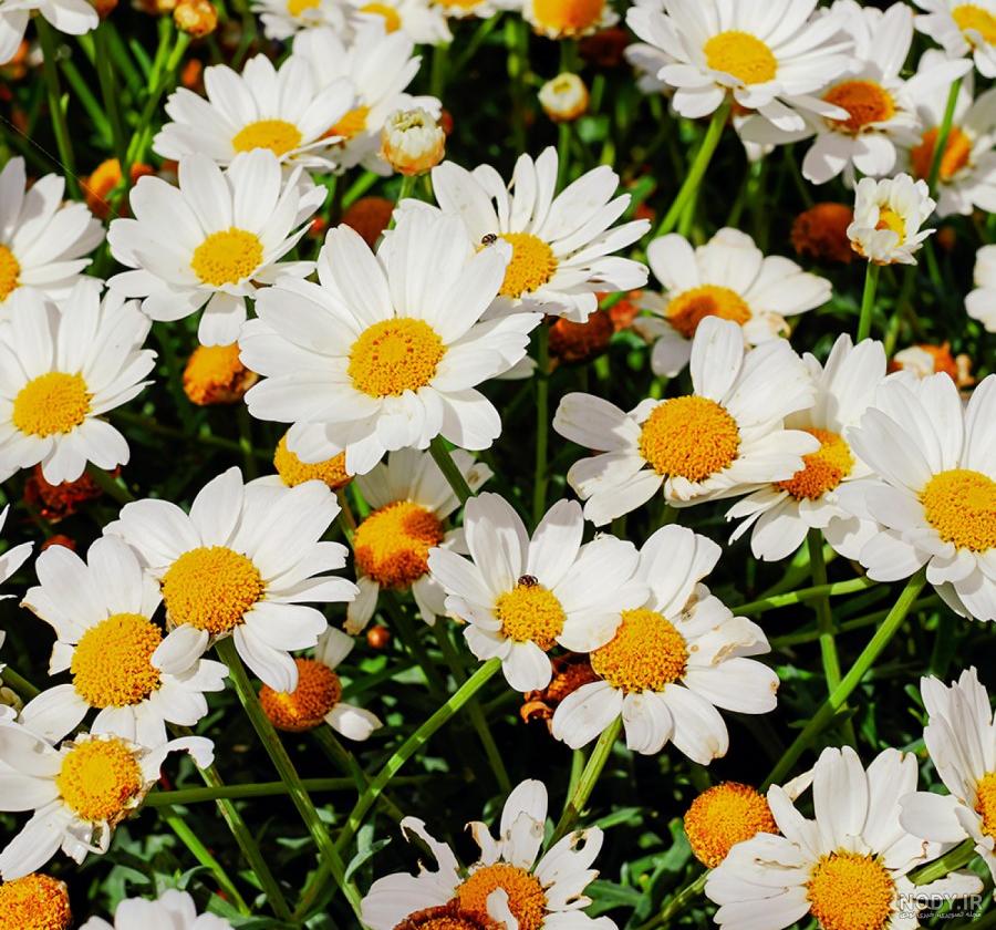 مجموعه عکس گل رز سفید ⚪ مناسب برای پروفایل | تابان مجموعه عکس گل رز سفید ⚪ مناسب برای پروفایل | تابان