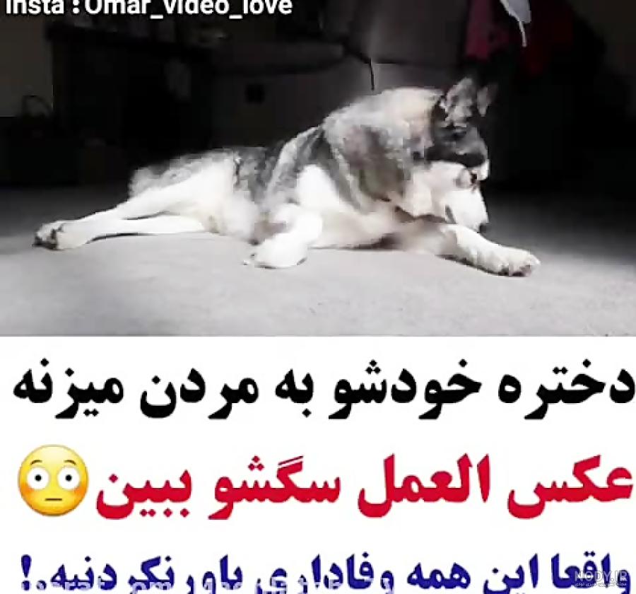 مرد جوان خوشتیپ با سگش سلفی می گیرد 1181573 مرد جوان خوشتیپ با سگش سلفی می گیرد 1181573