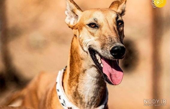 مشخصات کامل، قیمت و خرید نژاد سگ افغان هاند (Afghan Hound) | پت راید