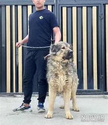 مشخصات کامل، قیمت و خرید نژاد سگ سگ گلۀ قفقازی (Caucasian Shepherd Dog) |  پت راید
