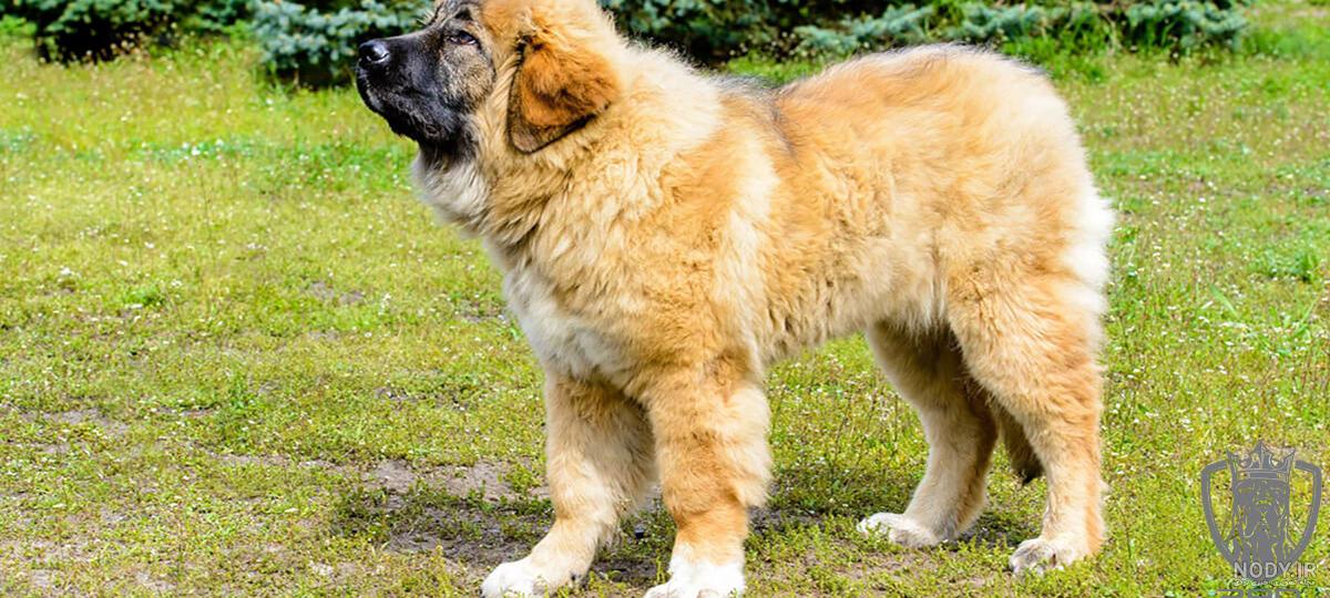 مشخصات کامل، قیمت و خرید نژاد سگ سگ گلۀ قفقازی (Caucasian Shepherd Dog) |  پت راید
