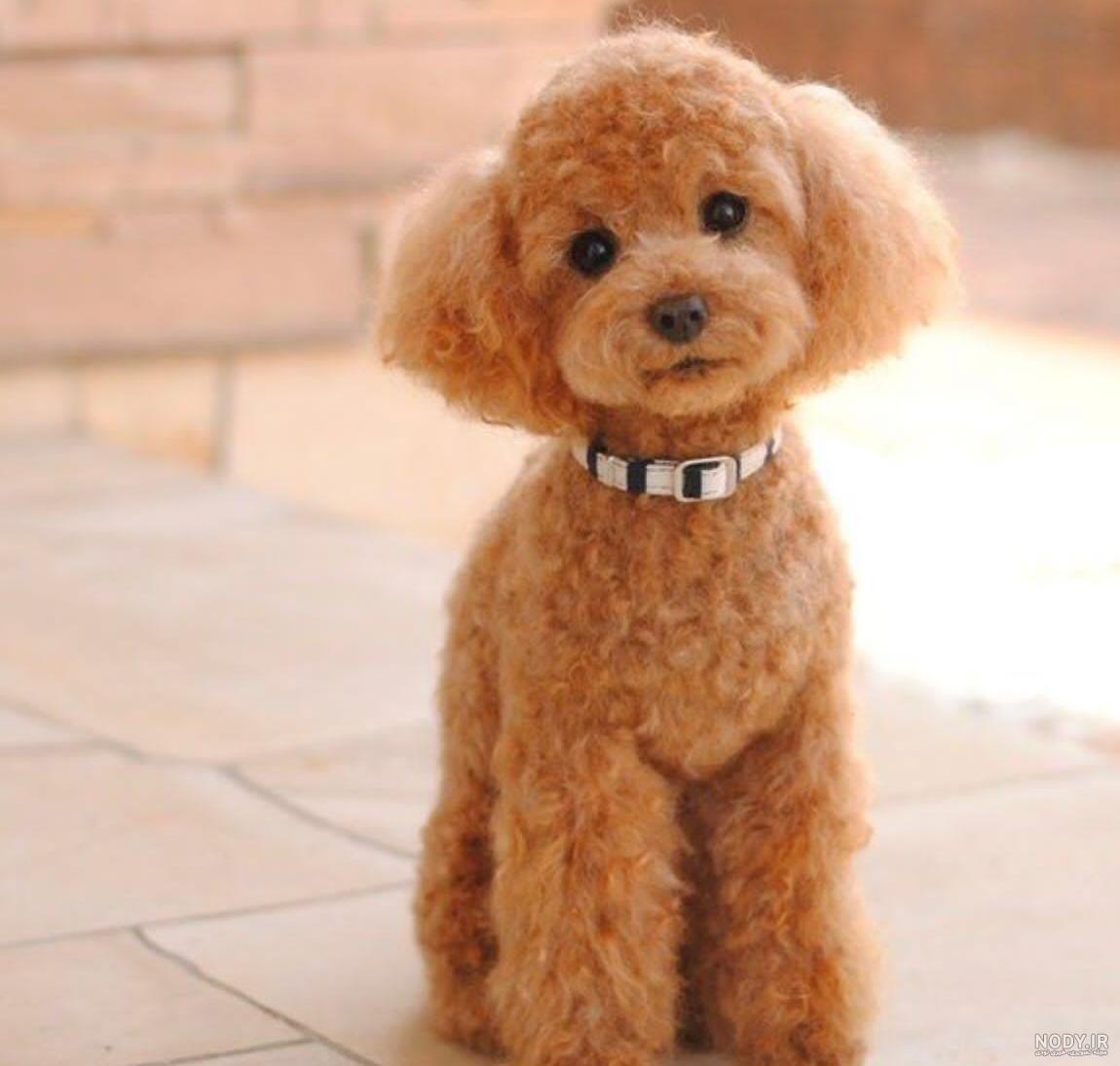 مشخصات کامل، قیمت و خرید نژاد سگ پودل عروسکی (Poodle-Toy) | پت راید مشخصات کامل، قیمت و خرید نژاد سگ پودل عروسکی (Poodle-Toy) | پت راید