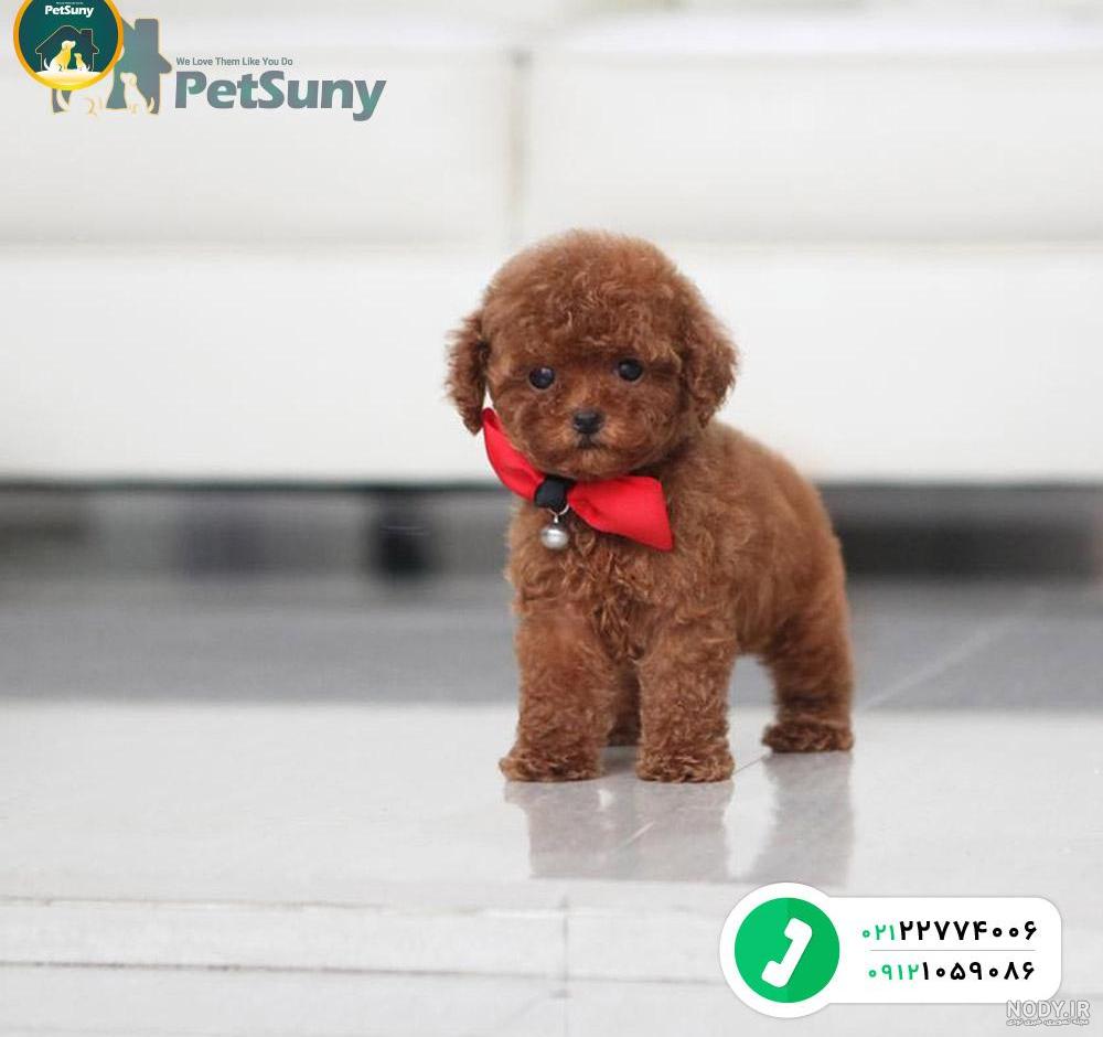 مشخصات کامل، قیمت و خرید نژاد سگ پودل میناتوری (Poodle-Miniature) | پت راید مشخصات کامل، قیمت و خرید نژاد سگ پودل میناتوری (Poodle-Miniature) | پت راید