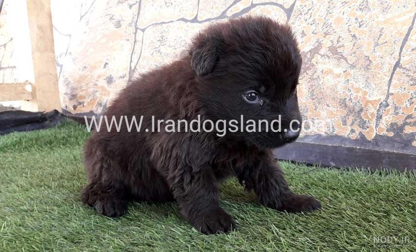 مشخصات کامل، قیمت و خرید نژاد سگ ژرمن شپرد (German Shepherd Dog) | پت راید مشخصات کامل، قیمت و خرید نژاد سگ ژرمن شپرد (German Shepherd Dog) | پت راید
