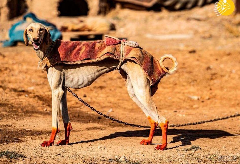 نژاد سگ تازی ایرانی بهتر است یا افغان؟ قیمت خرید سگ سگ تازی شکاری - Happypet