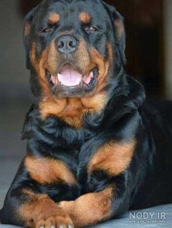 نژاد سگ روتوایلر (Rottweiler) عکس و ویدیو نژاد سگ روتوایلر (Rottweiler) عکس و ویدیو