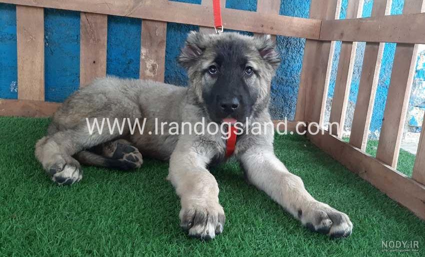 نژاد سگ سیبرین هاسکی (Siberian Husky) عکس و ویدیو نژاد سگ سیبرین هاسکی (Siberian Husky) عکس و ویدیو