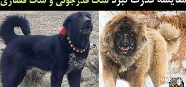 نژاد سگ فرنچ بولداگ (French Bulldog) عکس و ویدیو