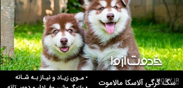نژاد سگ چکسلواکین ولف داگ (Czechoslovakian Wolfdog) عکس و ویدیو