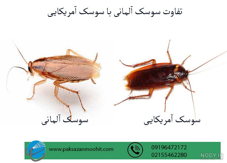 وضعیت جدید و عجیب در سوسک ها : بی علاقگی به شیرینی، تغییر رفتار جنسی و عمر بیشتر! وضعیت جدید و عجیب در سوسک ها : بی علاقگی به شیرینی، تغییر رفتار جنسی و عمر بیشتر!
