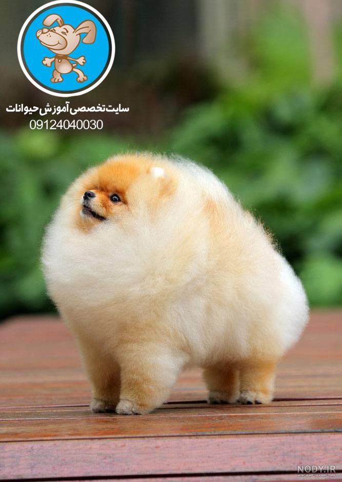 پاپی های فنجانی / سگهای فنجانی