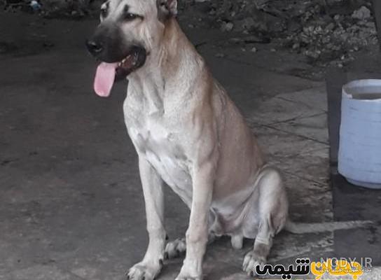 چگونه سگ سرابی را بشناسیم - سرزمین سگ ها