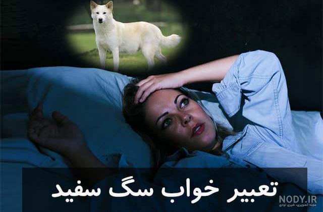 گالری عکس سگ پشمالو (از سگ پشمالوی آپارتمانی تا سگ پا کوتاه) - ستاره گالری عکس سگ پشمالو (از سگ پشمالوی آپارتمانی تا سگ پا کوتاه) - ستاره