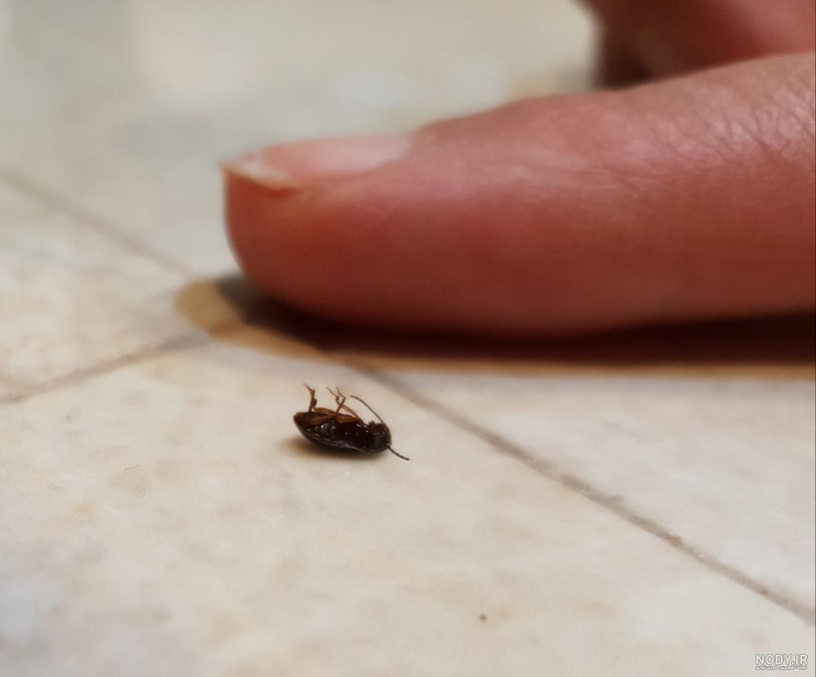 گزش سوسک ها چگونه است؟