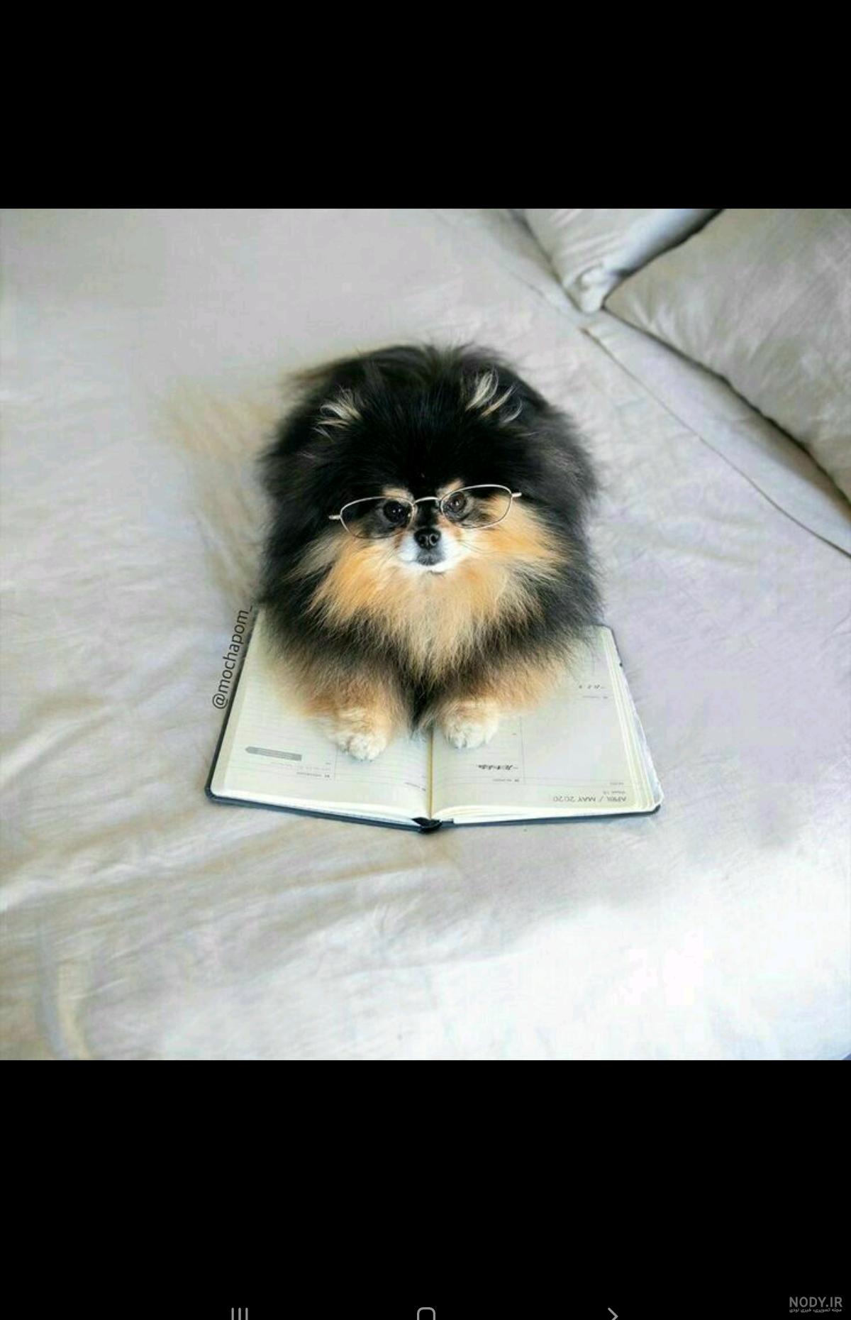 یونتان سگ تهیونگ و پسرای بی تی اس | bts and yeontan یونتان سگ تهیونگ و پسرای بی تی اس | bts and yeontan