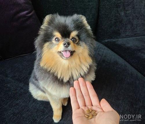 یونتان سگ تهیونگ و پسرای بی تی اس | bts and yeontan