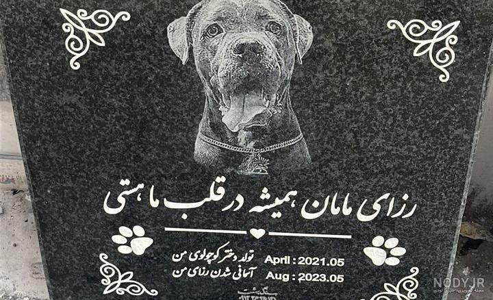 یک سگ ولگرد در یزد ۱۶ نفر را بیمارستانی کرد