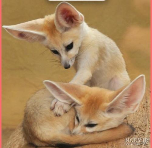  تصویر زمینه بچه روباه