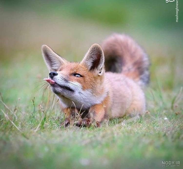  تصویر زمینه بچه روباه