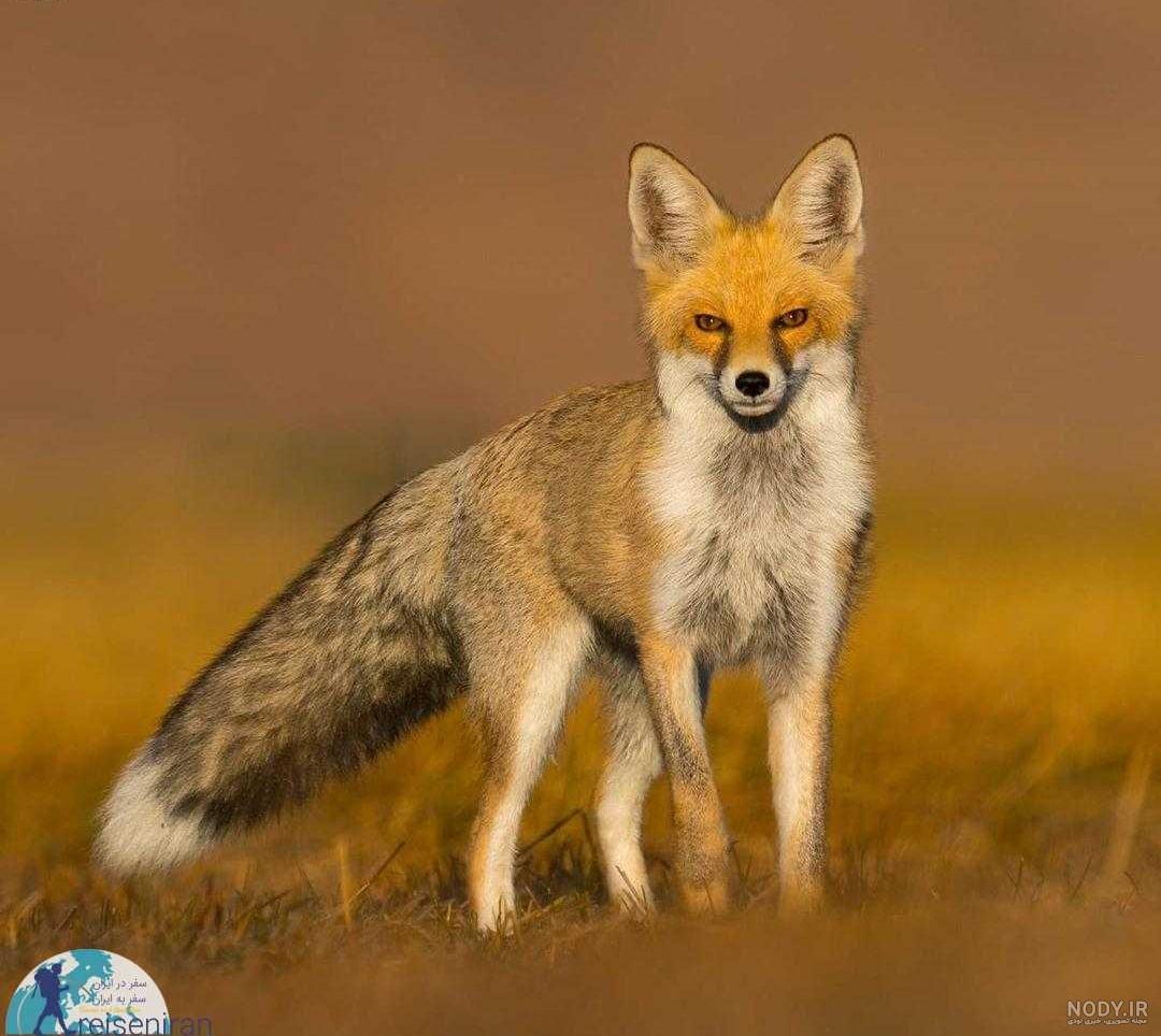  تصویر زمینه بچه روباه