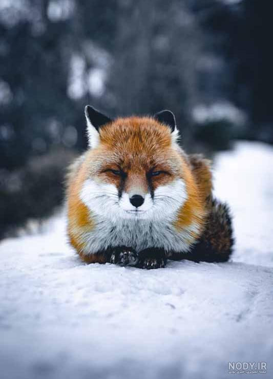  تصویر زمینه بچه روباه
