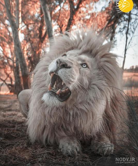 22 عکس از شیر نر زیبا در دنیای حیات وحش