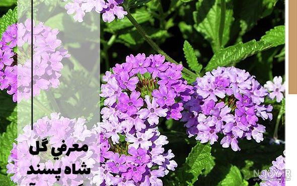 آخرین اخبار - تفاوت طالبی گرمک آخرین اخبار - تفاوت طالبی گرمک