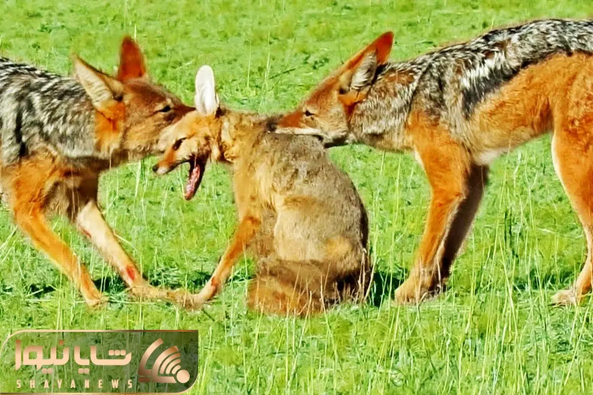 آرامش روباه وحشی - عکس ویسگون آرامش روباه وحشی - عکس ویسگون