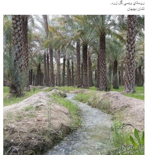 آنچه مرگ نخلستان‌ها را رقم می‌زند - ایسنا