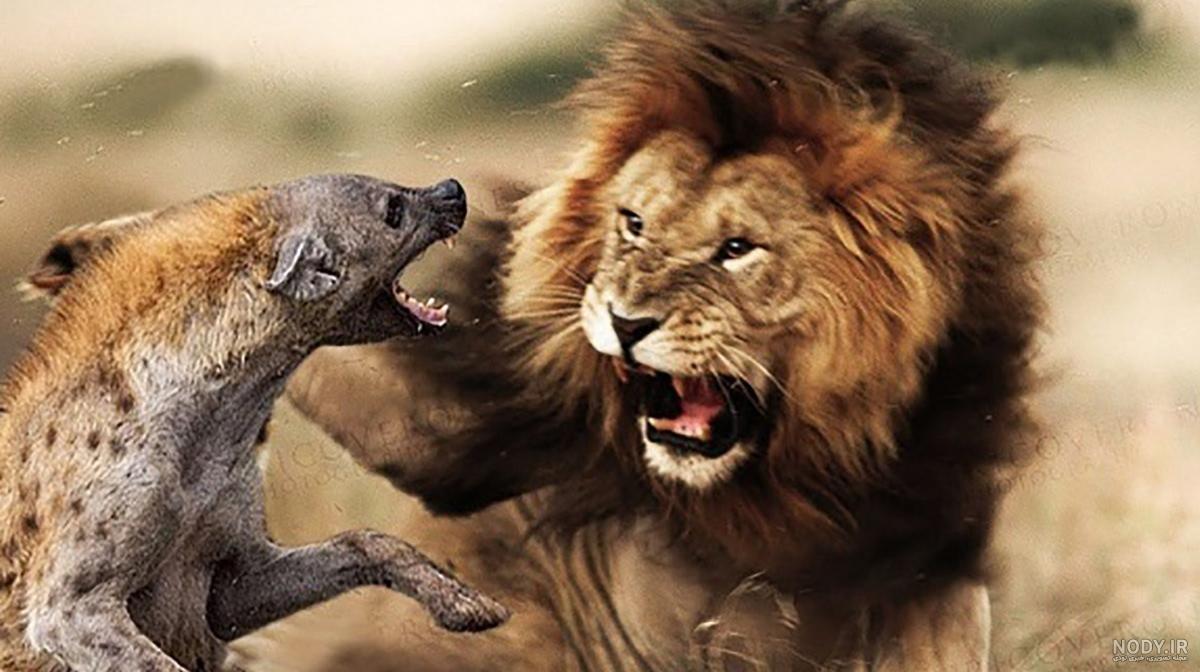 از حجم ناله کفتارها فهمیدم شیر به بیشه برگشته،چند هفته ای - عکس ویسگون