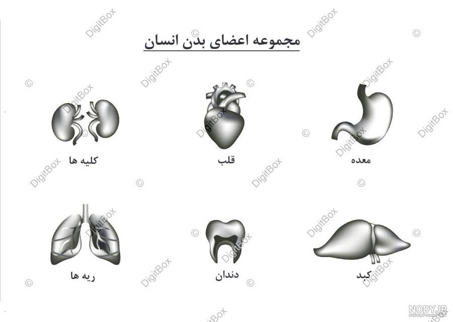 ببینید | تصاویر سه بعدی از تاثیر ویروس کرونا بر ریه های انسان