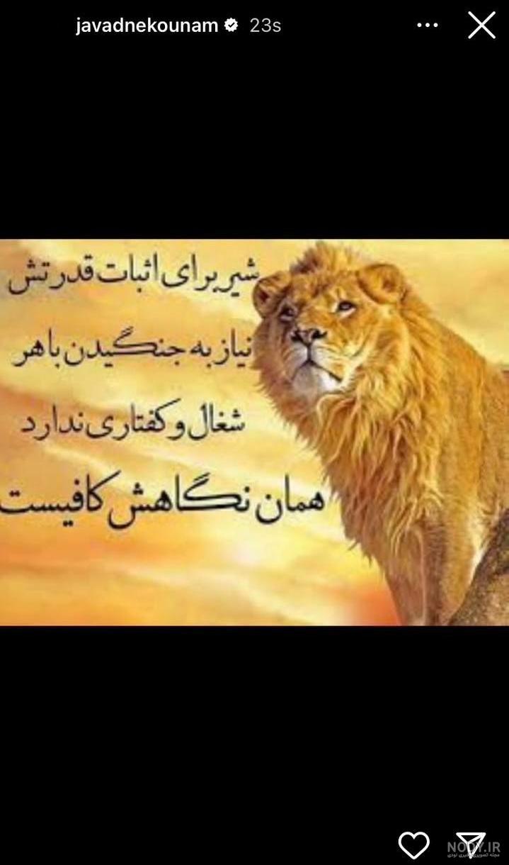 ببینید | تلاش شیر پیر برای فرار از دست کفتارهای گرسنه | شیر زنده می‌ماند یا  کفتارها پیروز می‌شوند؟