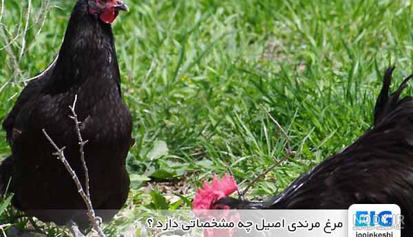 بررسی ویژگی های نژادی مرغ عشق هلندی