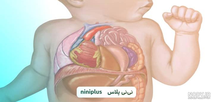 بیماری های تنفسی | مشکلات ریوی | علائم مشکلات ریوی | روش های سم زدایی ریه