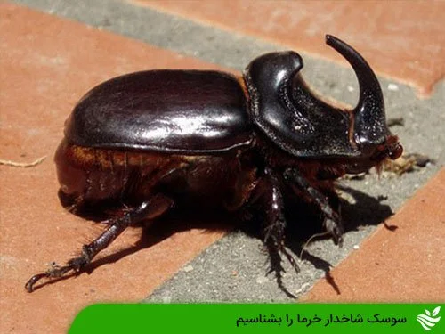 تایید ورود حشره سِنَک به مشهد - قدس آنلاین