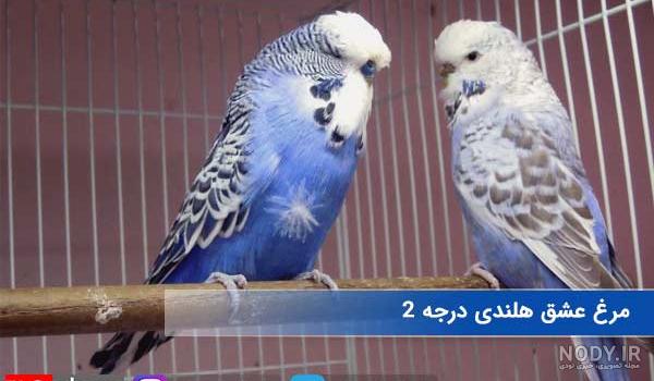 تصاویر پرنده‌ای که سبیل دارد!