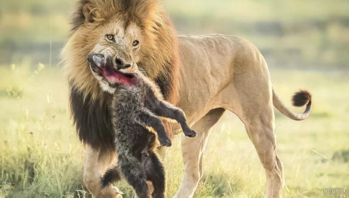 جنگ دیدنی شیر برای مراقبت از فرزندش در برابر کفتارها+فیلم