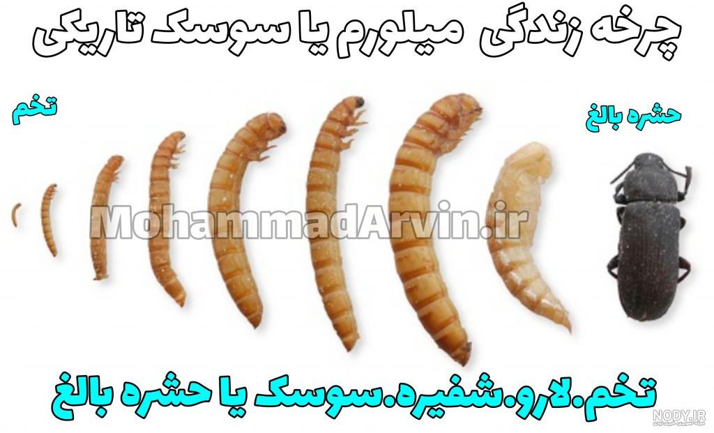 حشره های عجیبی که تاکنون ندیده اید+تصاویر