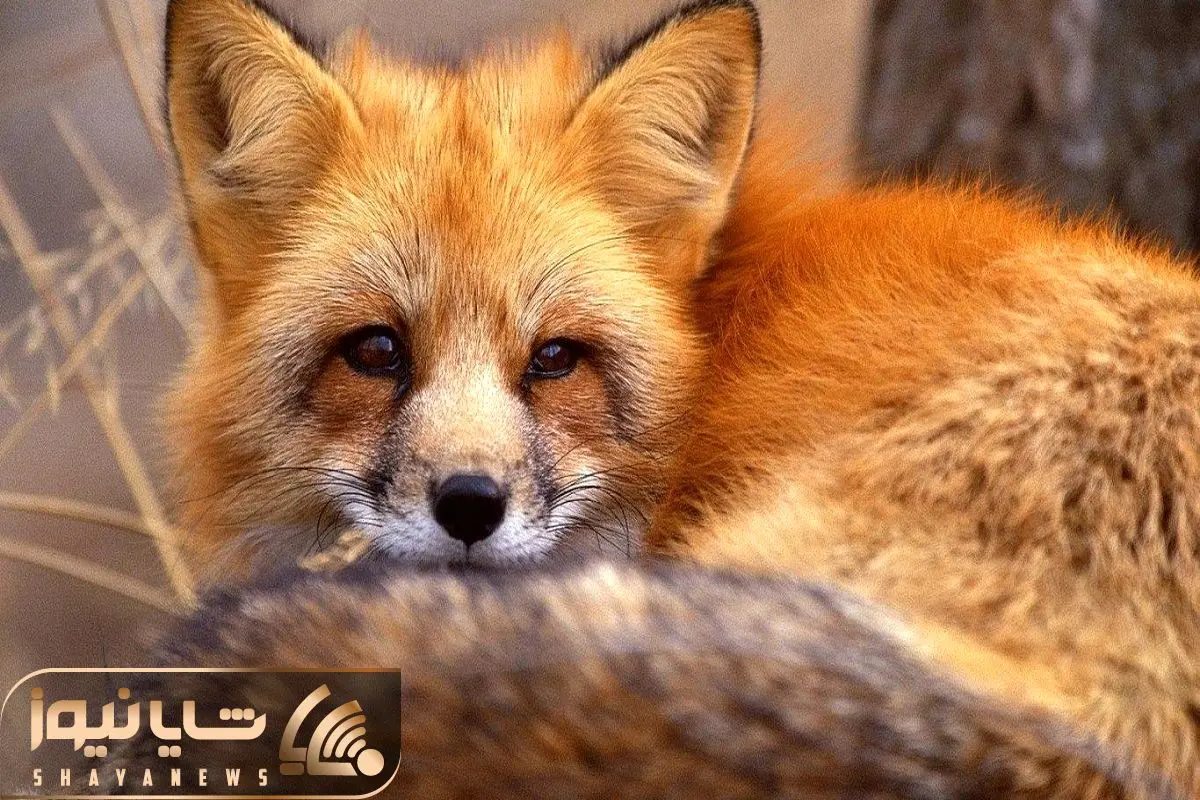 خبرآنلاین - عکس | روباه ایرانی خبرآنلاین - عکس | روباه ایرانی